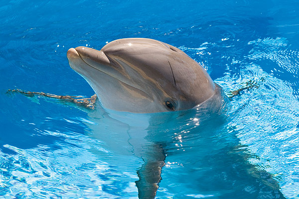 [Image: dolphin.jpg]